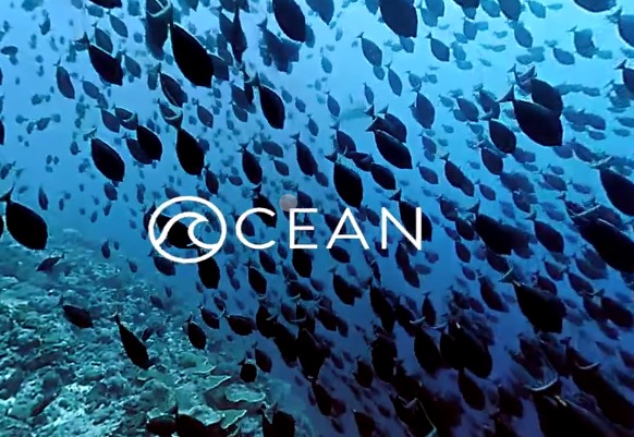 360°VRパノラマ動画で見るパラオの神秘的なサンゴ礁